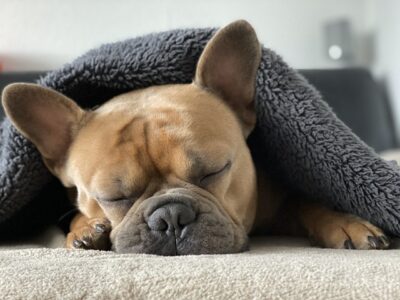 french bulldog bed