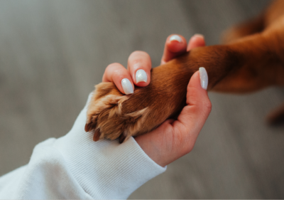 french bulldog licks paws