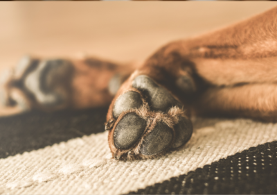 dry paws in frenchies