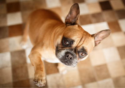 french bulldog paw licking