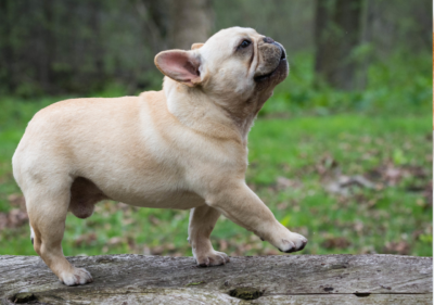 french bulldog tail