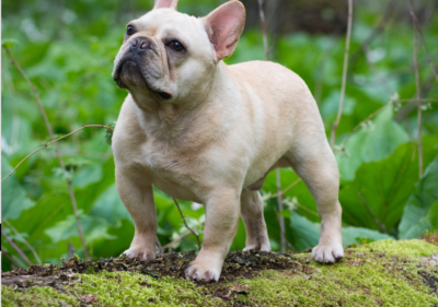 french bulldog tail