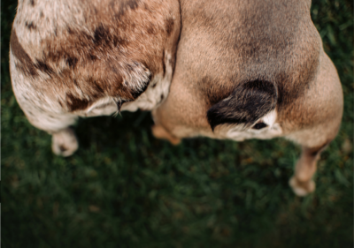 french bulldog tail