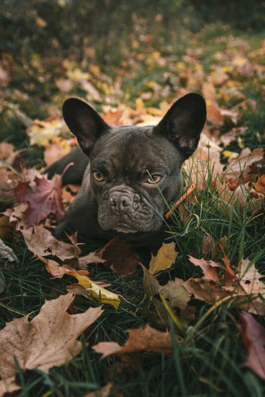 chocolate french bulldog