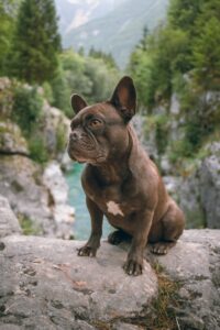 chocolate french bulldog