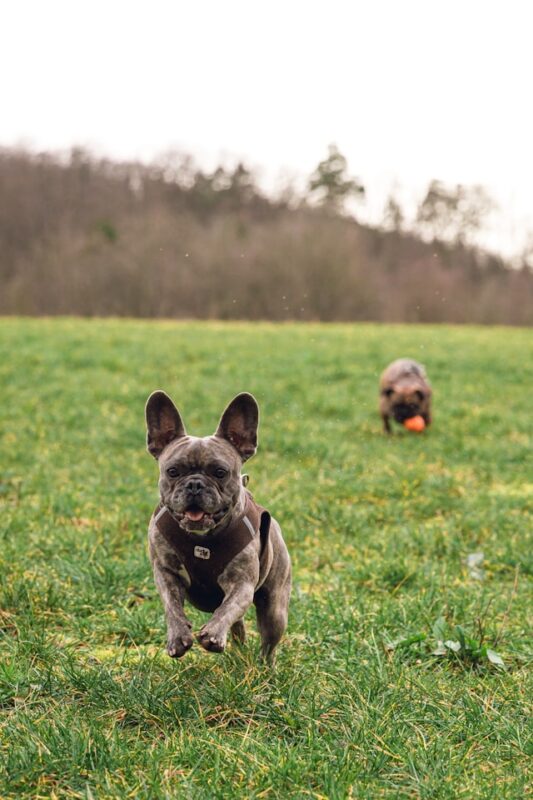 choco frenchies
