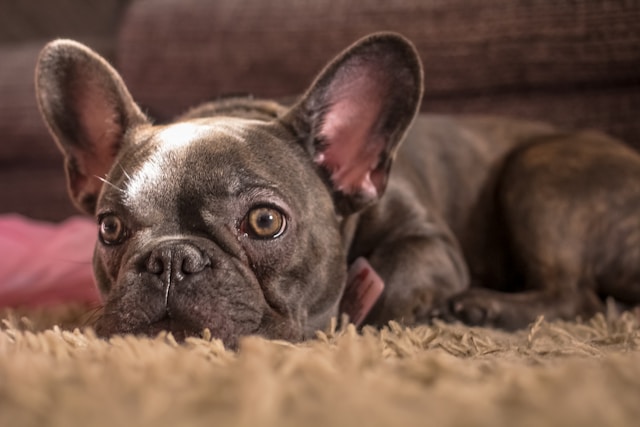 chocolate french bulldog