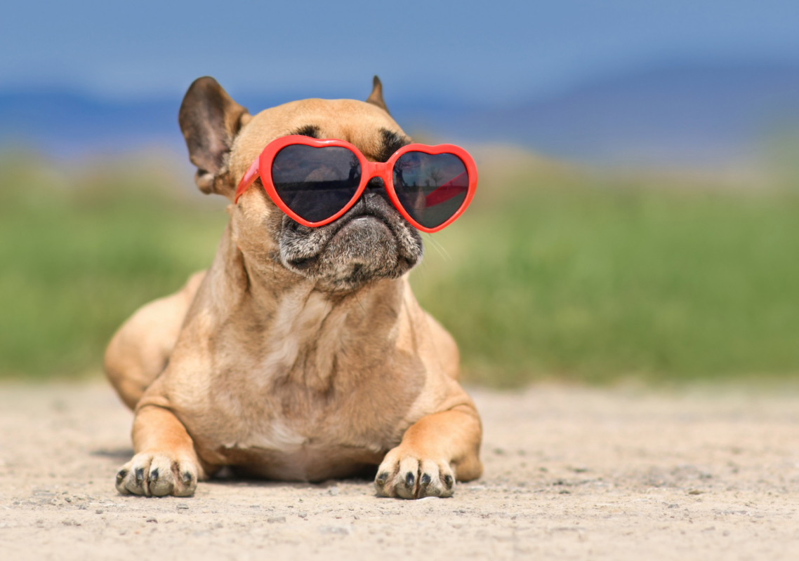 french bulldog heat stroke