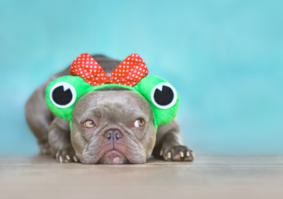 french bulldogs are the worst