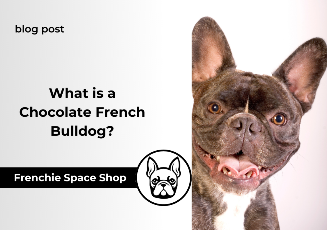 choco frenchie