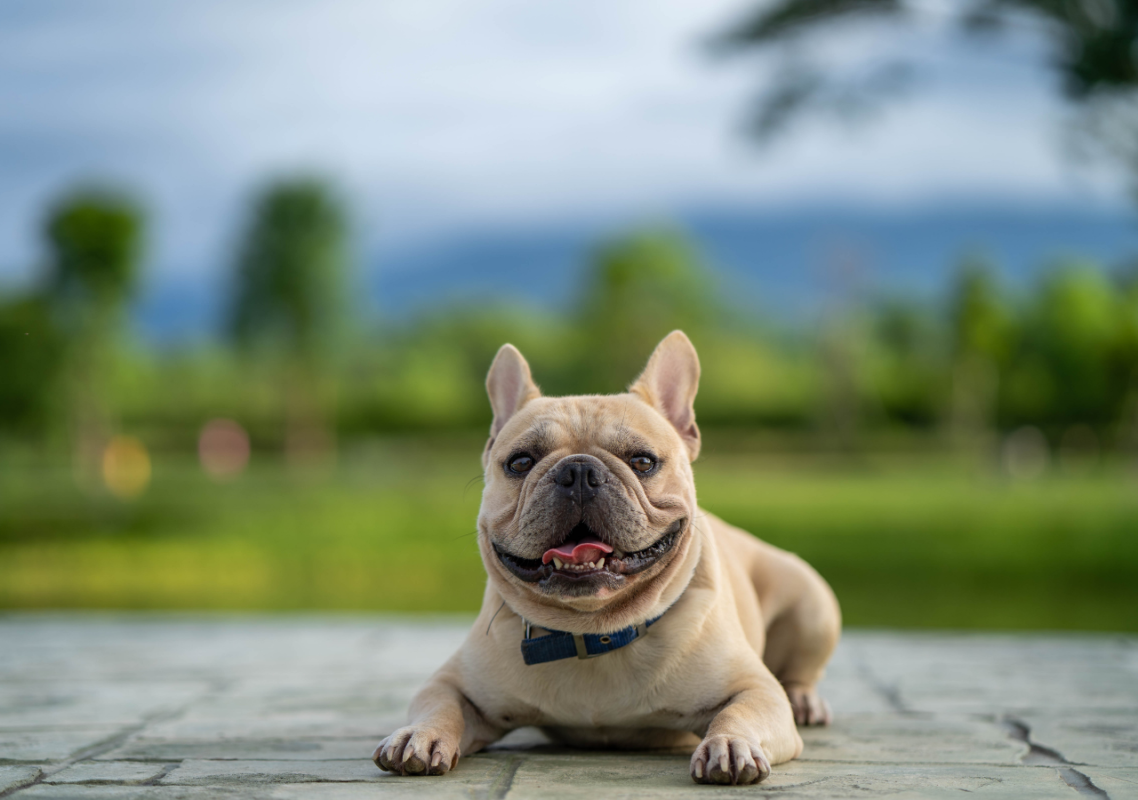 french bulldog heatstroke