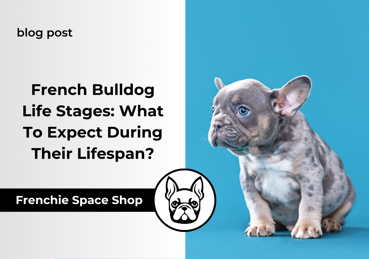 french bulldog life stages