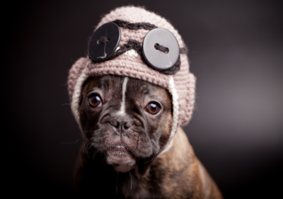 frenchie pilot