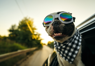 can french bulldogs fly