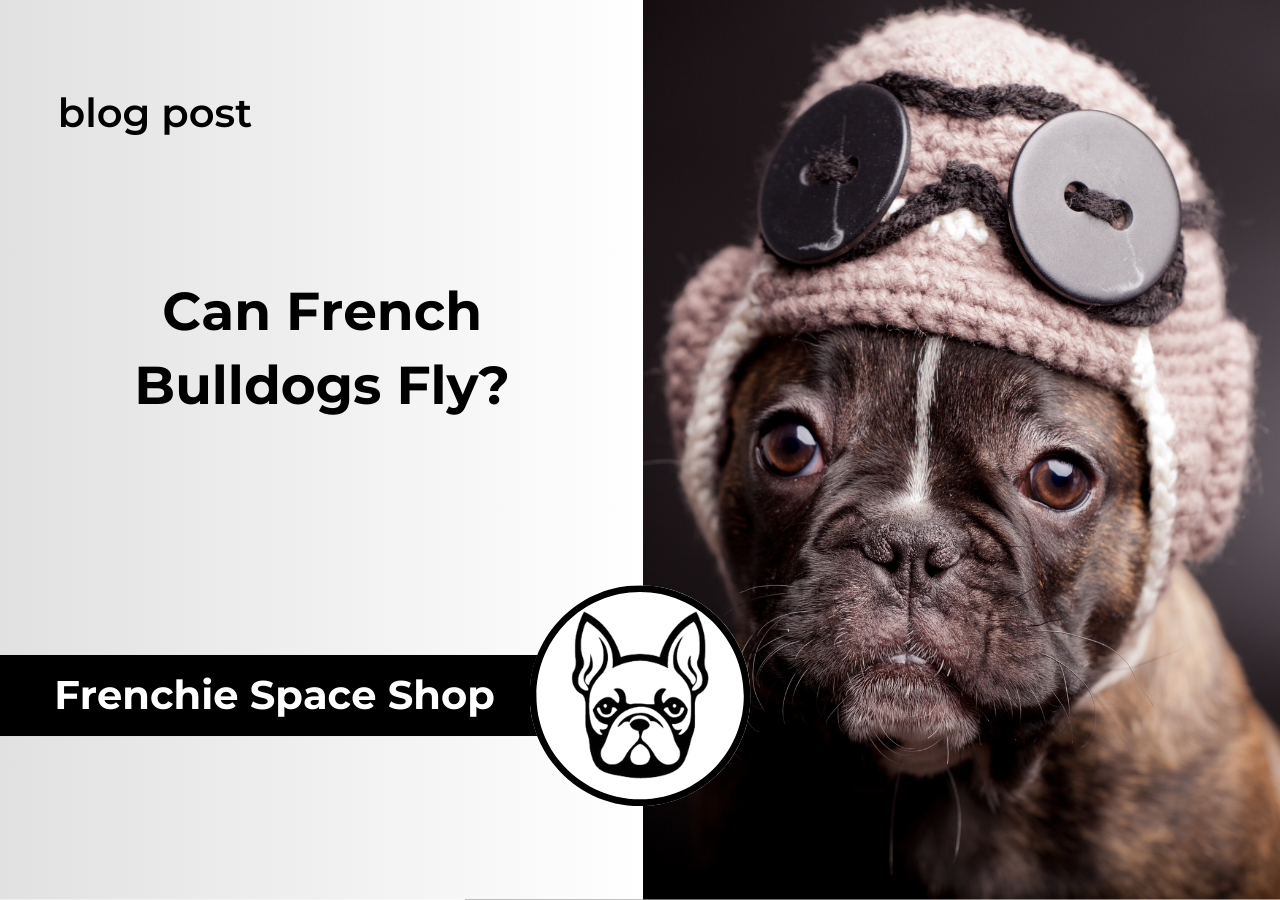 can french bulldogs fly