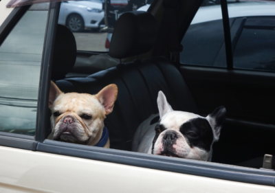 can french bulldogs fly