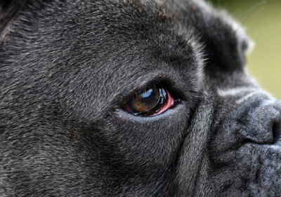 cherry eye in french bulldogs