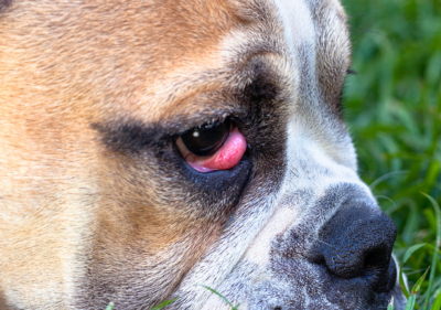 cherry eye in frenchies