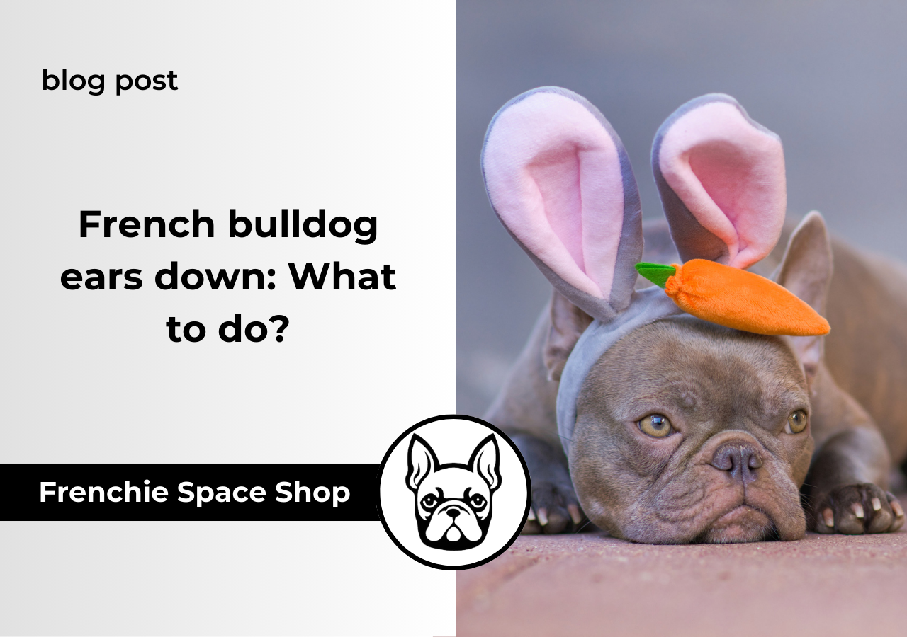 french bulldog ears down