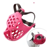 frenchie space flatsnout french bulldog muzzle