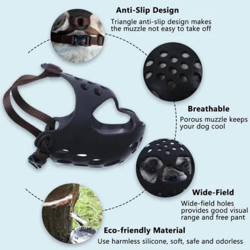 frenchie space flatsnout french bulldog muzzle