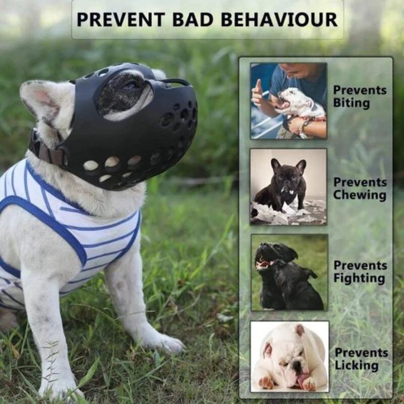 frenchie space flatsnout french bulldog muzzle