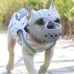 frenchie space flatsnout french bulldog muzzle