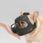 frenchie space flatsnout french bulldog muzzle