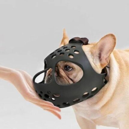 frenchie space flatsnout french bulldog muzzle