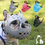 frenchie space flatsnout french bulldog muzzle