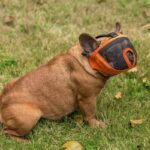 frenchie space french bulldog mesh muzzle