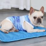 frenchie space french bulldog summer vest