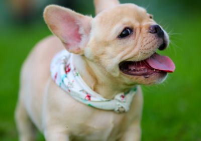 cherry eye in english bulldogs