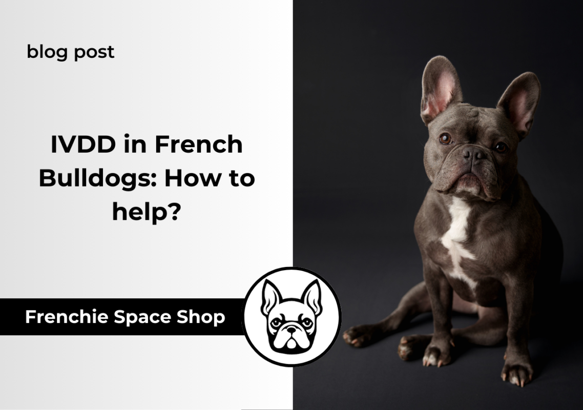 ivdd in french bulldogs