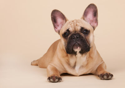 frenchie sitting 