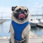 frenchie space shop rainbow french bulldog cooling vest