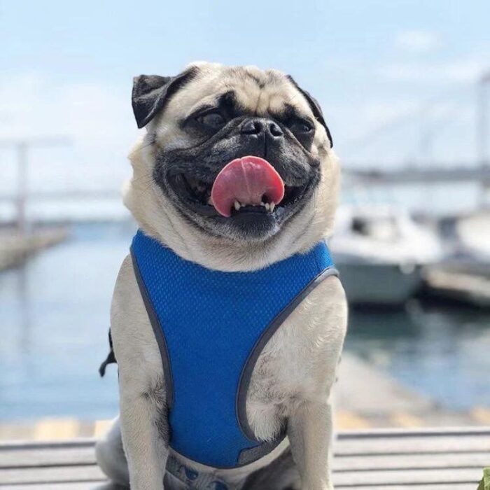 frenchie space shop rainbow french bulldog cooling vest