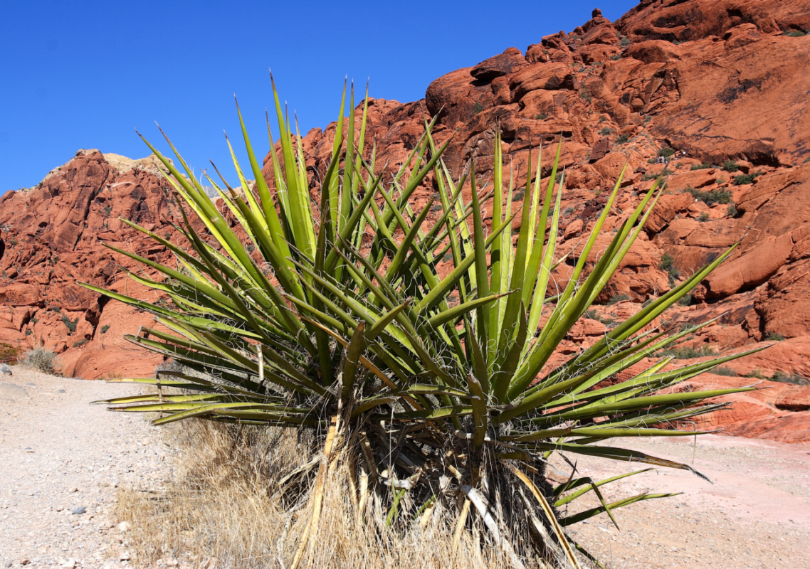 Yucca schidigera