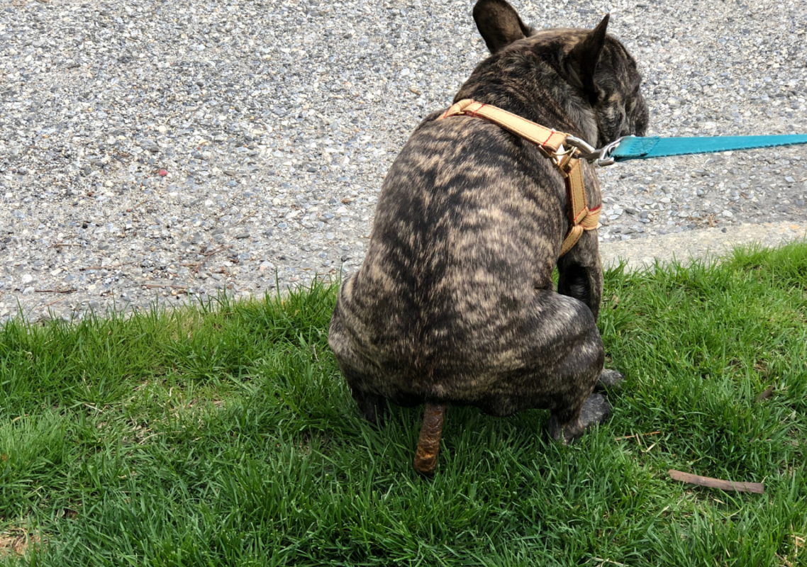 french bulldogs eat poop