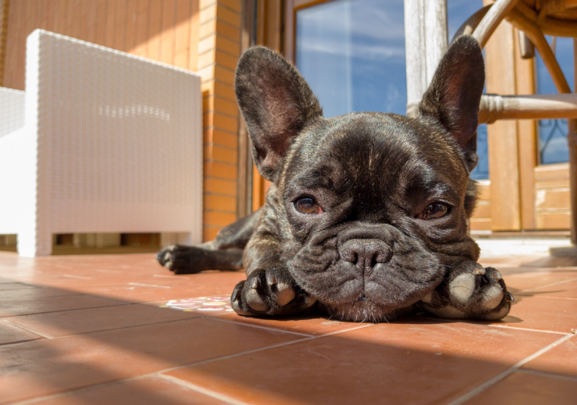 french bulldog pregnancy