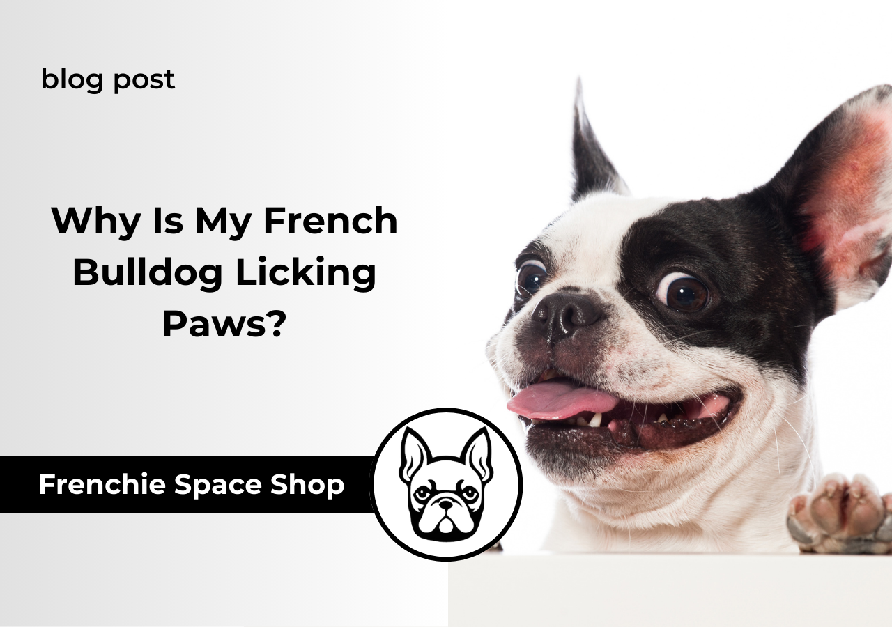 french bulldog licking paws