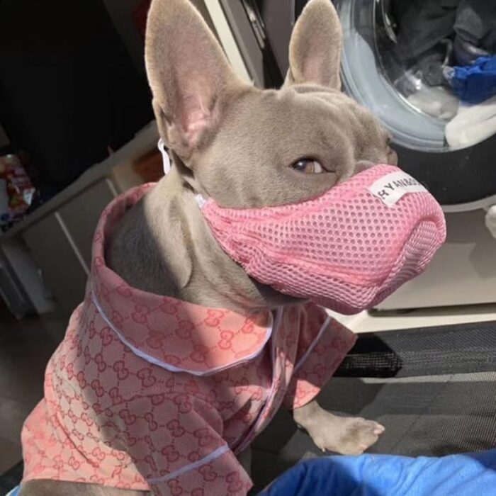 frenchie space shop anti-allergy french bulldog muzzle