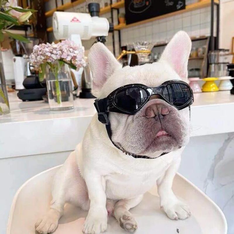 New French Bulldog Frenchie Dog Sunglasses popular Lamp