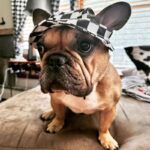 frenchie space shop french bulldog fisherman sunhat