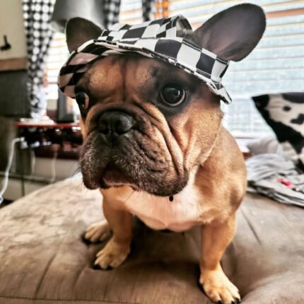 frenchie space shop french bulldog fisherman sunhat
