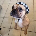 frenchie space shop french bulldog fisherman sunhat