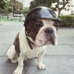 frenchie space shop french bulldog safety helmet