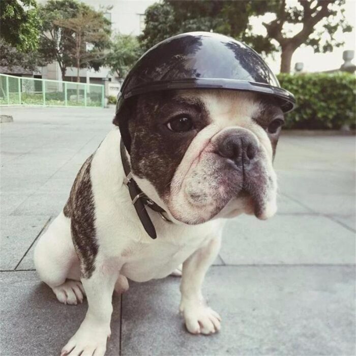 frenchie space shop french bulldog safety helmet