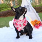 frenchie space shop french bulldog summer bandana