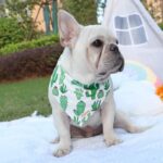 frenchie space shop french bulldog summer bandana
